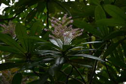 Imagem de Tapeinosperma pancheri Mez