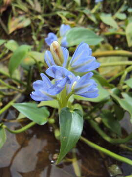 Image of Pickerel Weed