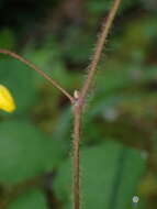 Image of golden insideout flower