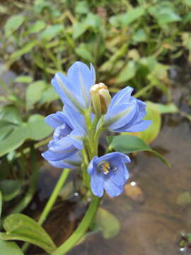 Sivun Monochoria vaginalis (Burm. fil.) C. Presl kuva