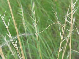 Image de Stipa pennata subsp. sabulosa (Pacz.) Tzvelev