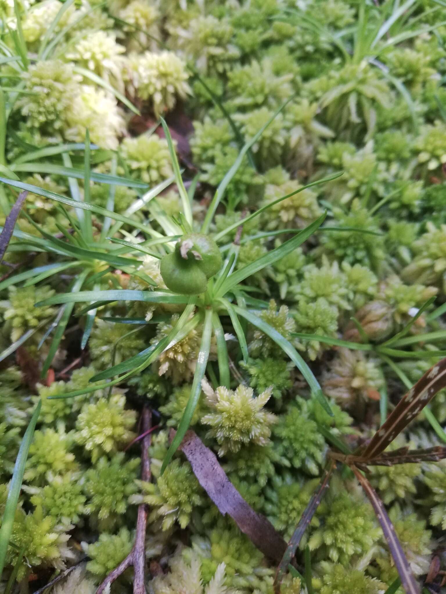 صورة <i>Stylidium subulatum</i>