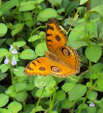 Plancia ëd Junonia almana Linnaeus 1758