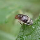 Image of Depressa striatipennis Malloch 1927