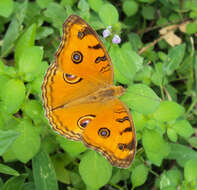 Imagem de Junonia almana Linnaeus 1758