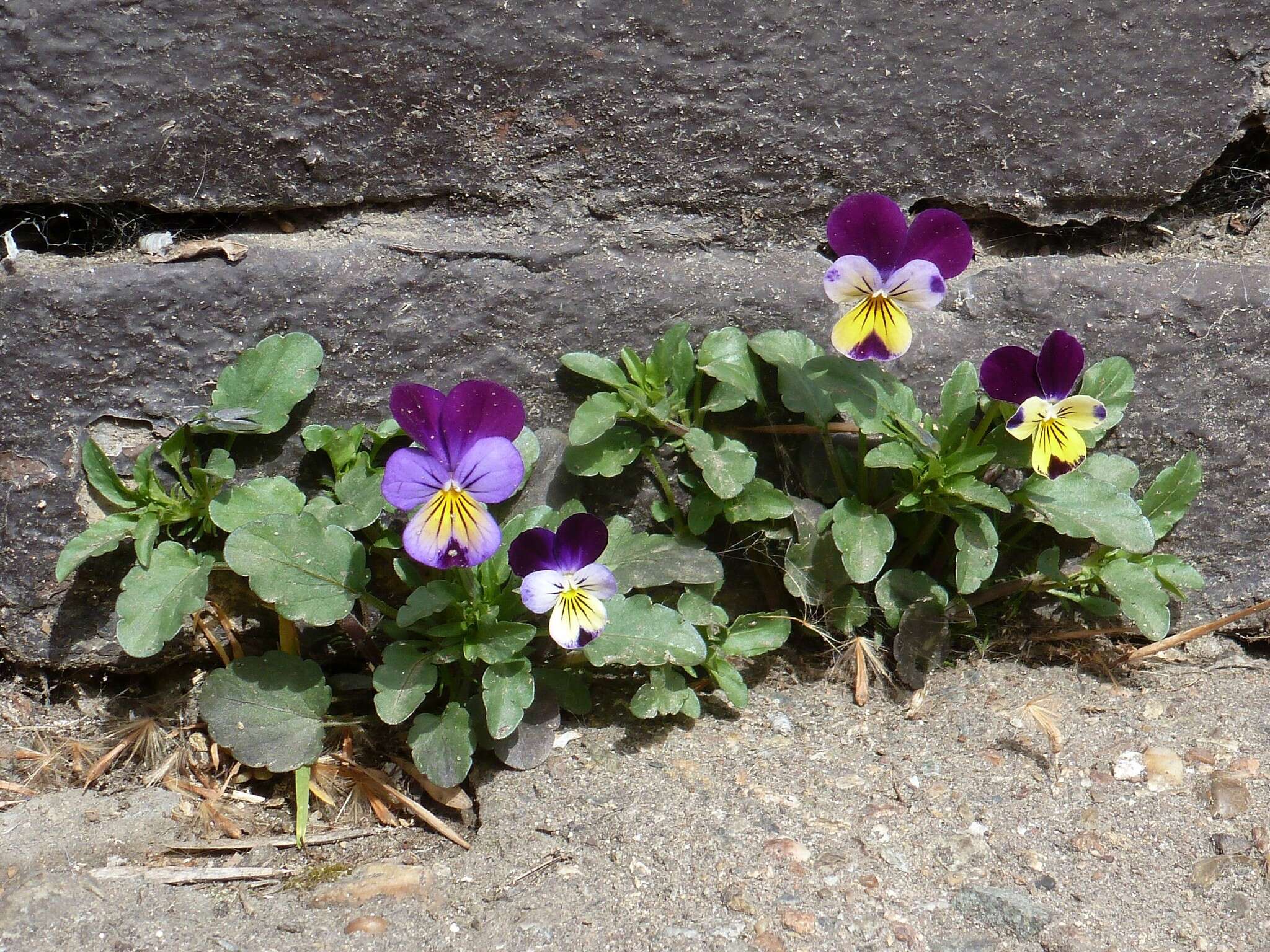 Image of hybrid violet