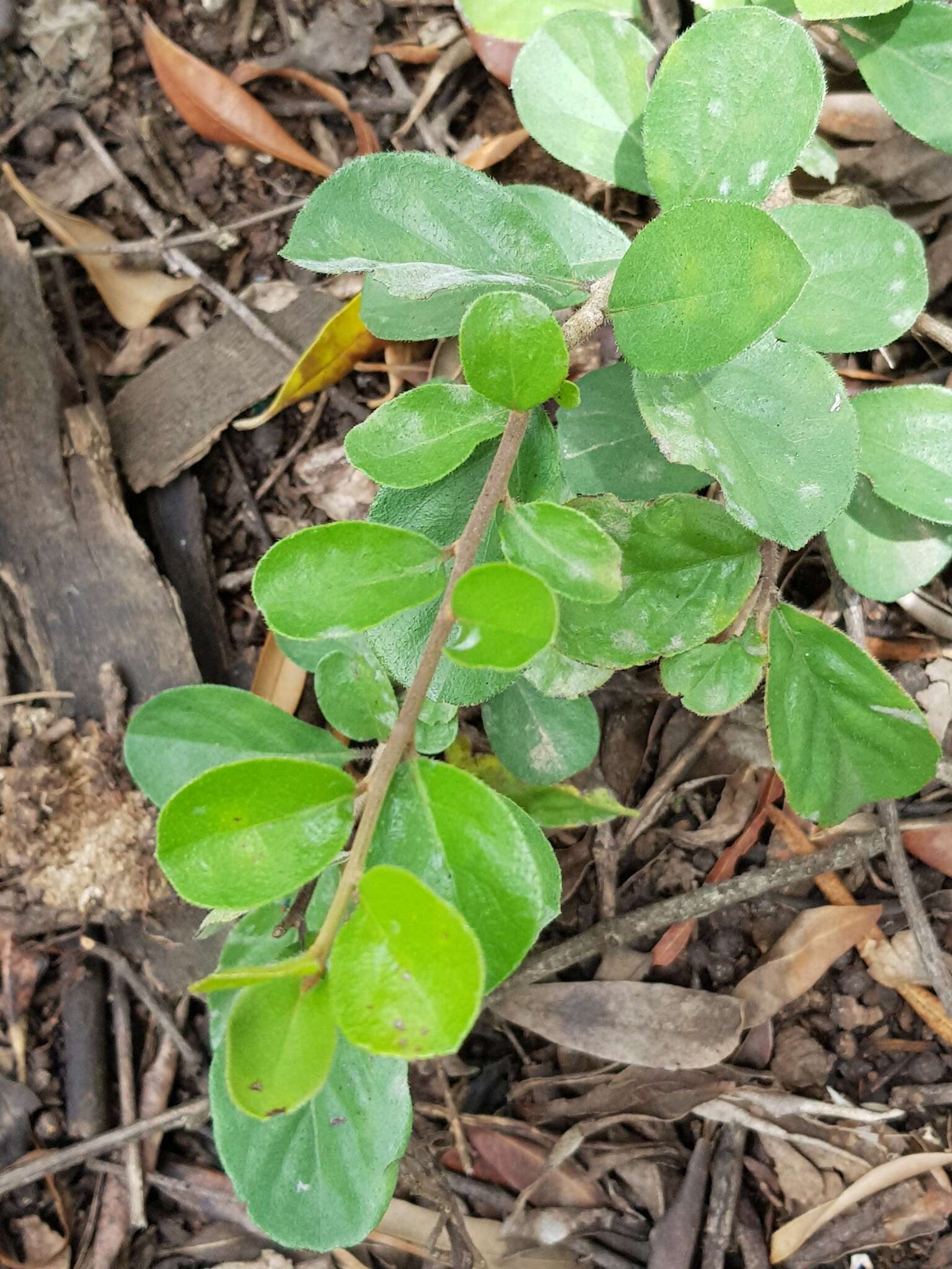 Image of Ehretia rigida subsp. nervifolia Retief & A. E. van Wyk