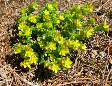 Image of Sedum alpestre Vill.