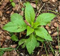 Image of Deadly Nightshade