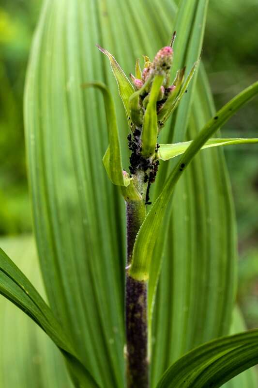 Image of black false hellebore