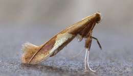 Image of Caloptilia packardella (Chambers 1872)