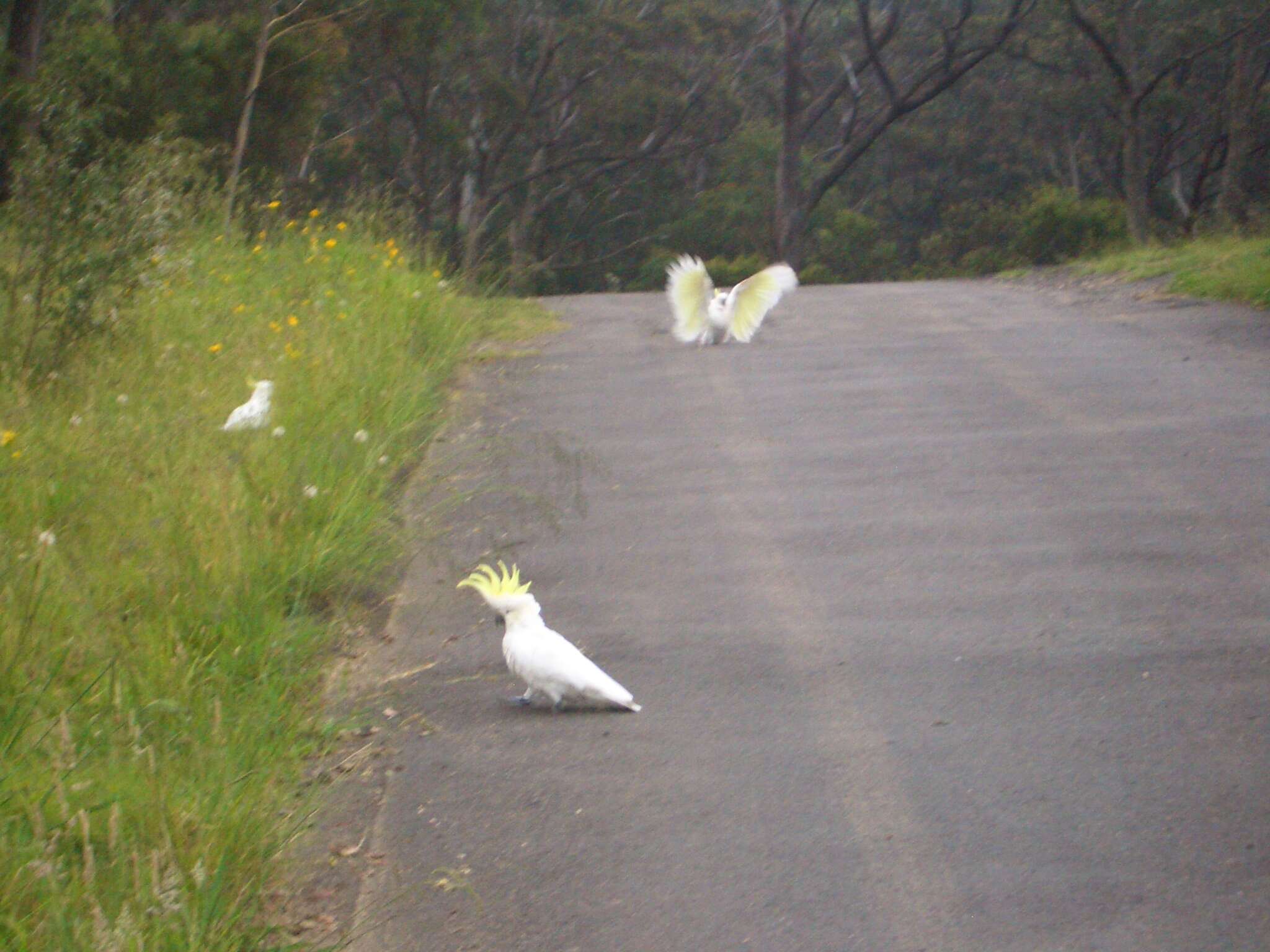 Image of Sulphur-crested Cockatoo