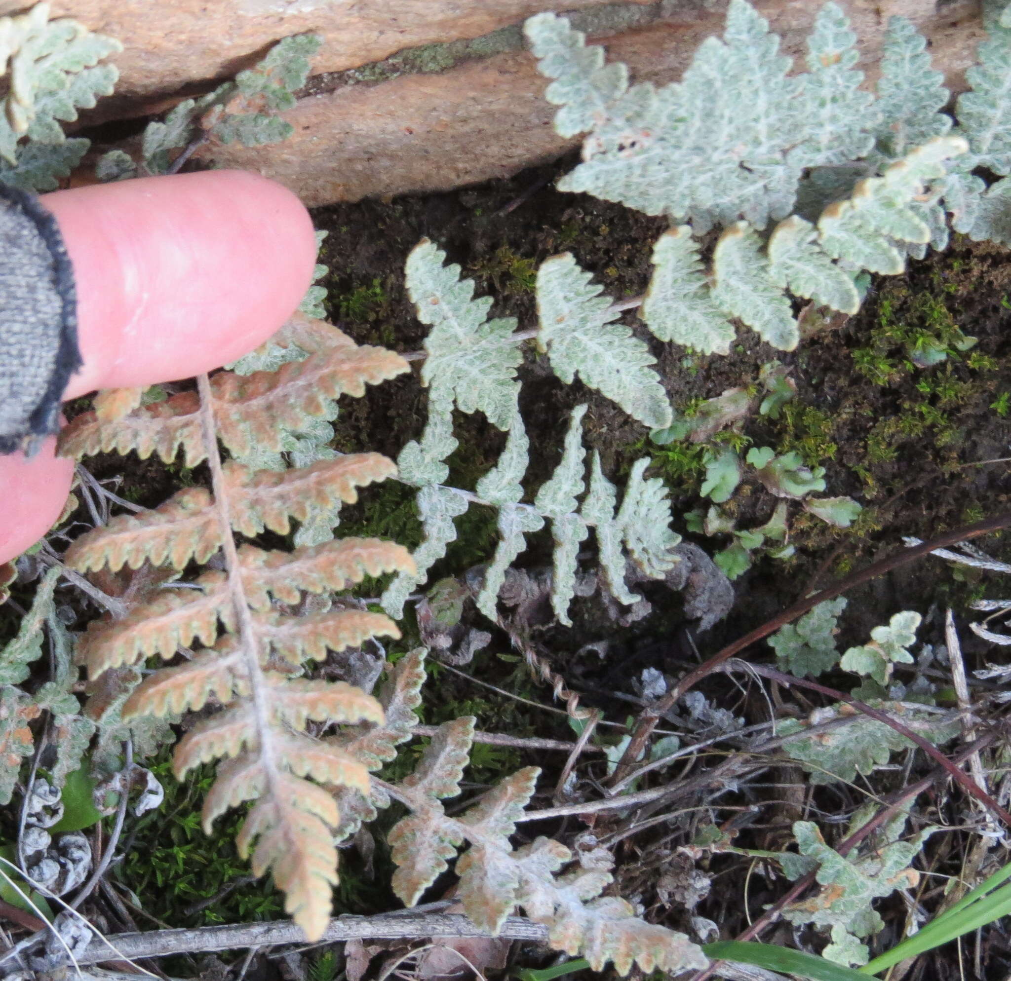 Image of Newberry's lipfern