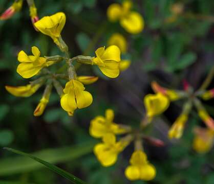 Image of Horseshoe-vetch