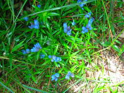 Image de Gentiana davidii Franch.