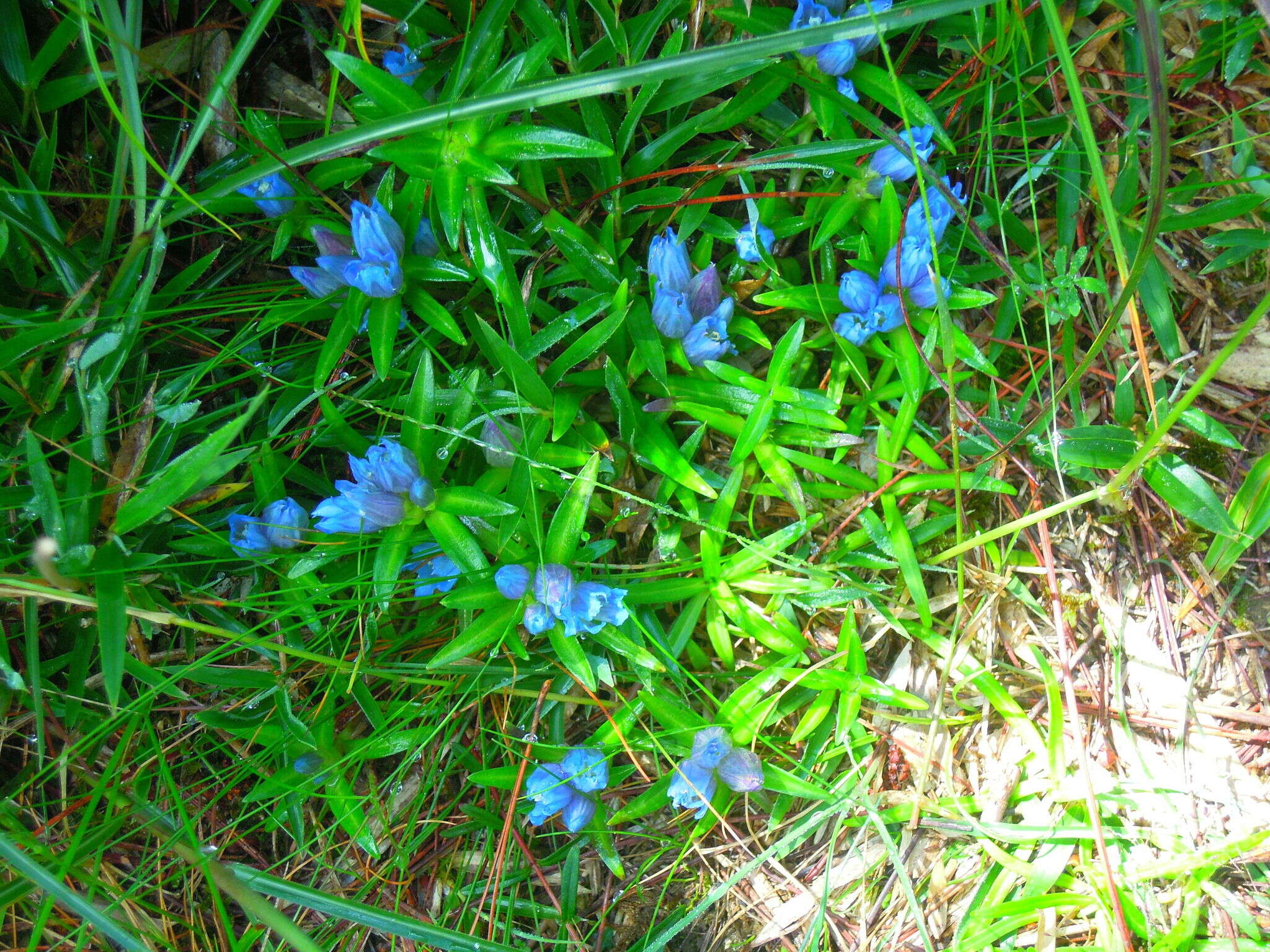 Image de Gentiana davidii Franch.