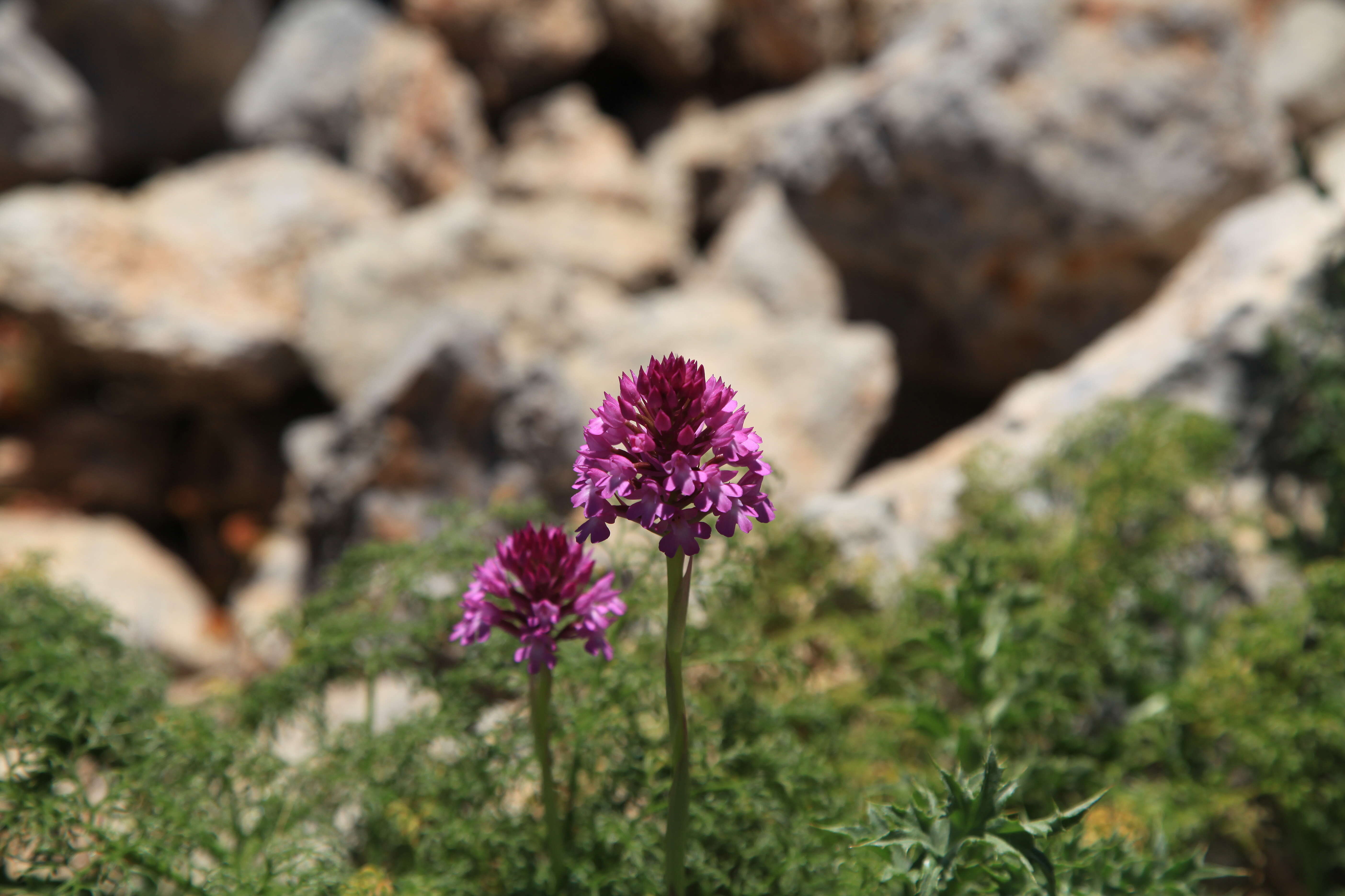 صورة Anacamptis pyramidalis (L.) Rich.