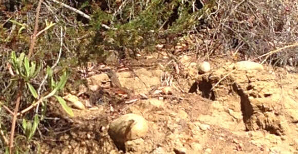 Image of Tiger Whiptail