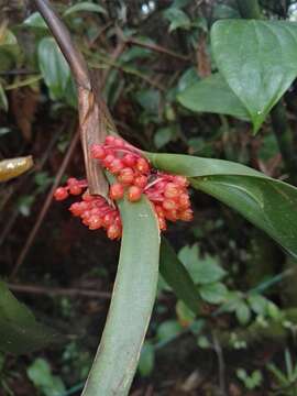 Image of Maxillaria fulgens (Rchb. fil.) L. O. Williams