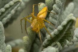 Image of Oxyopes punctatus L. Koch 1878