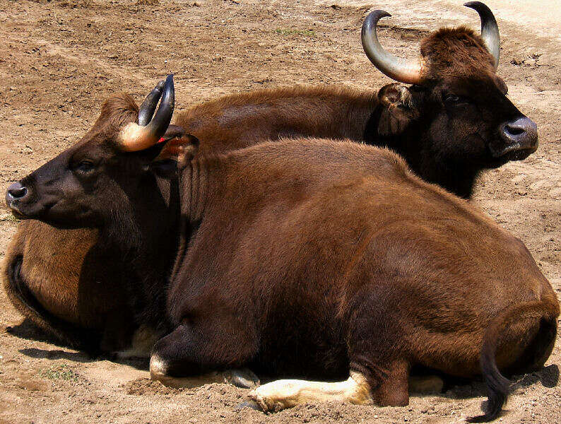 Image of Gaur