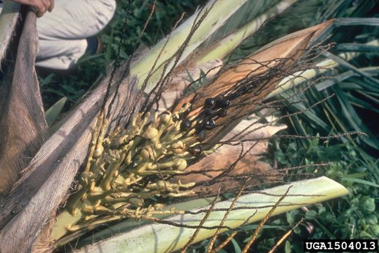 Image of Phytoplasma