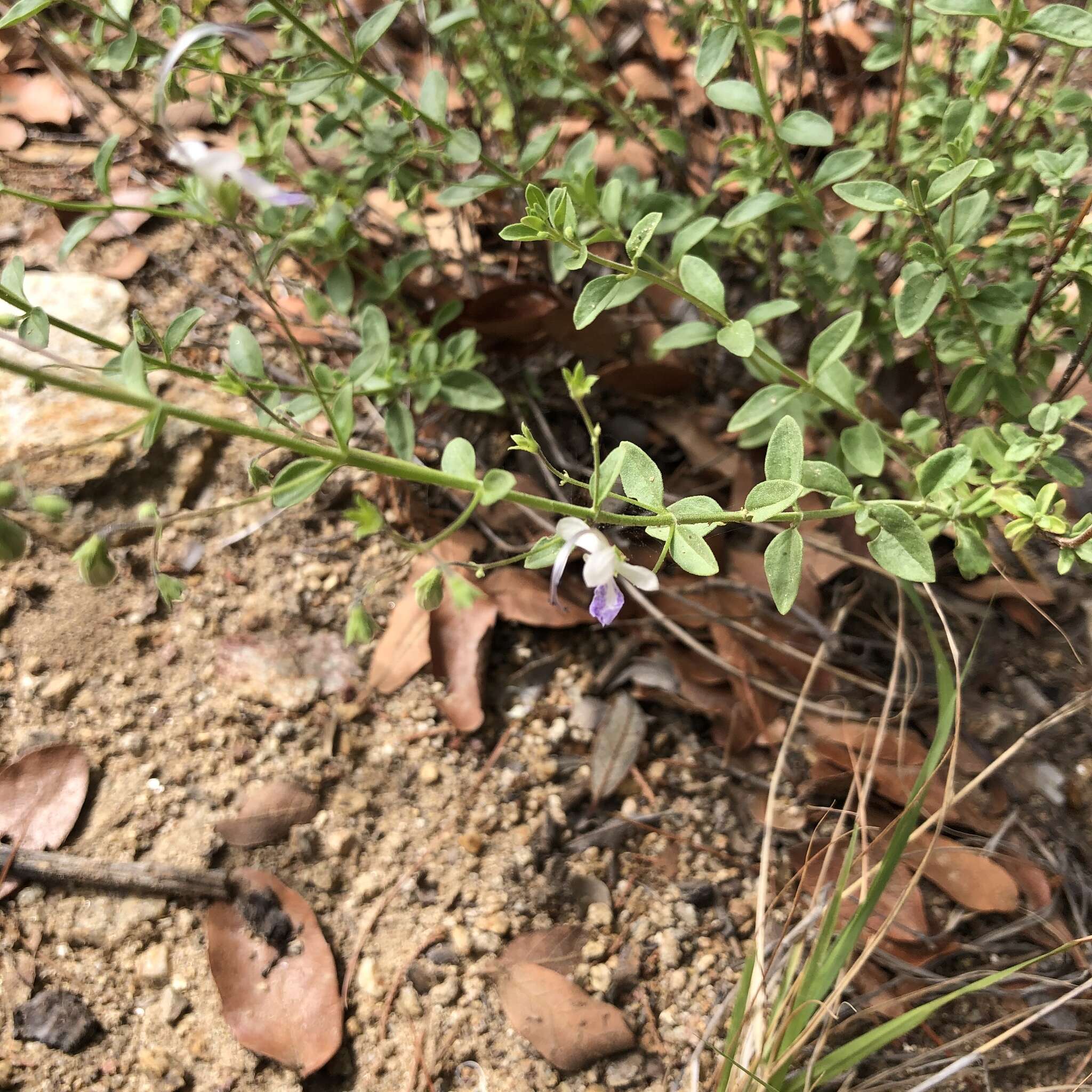 Sivun Trichostema arizonicum A. Gray kuva