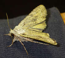 Image of grey shoulder-knot