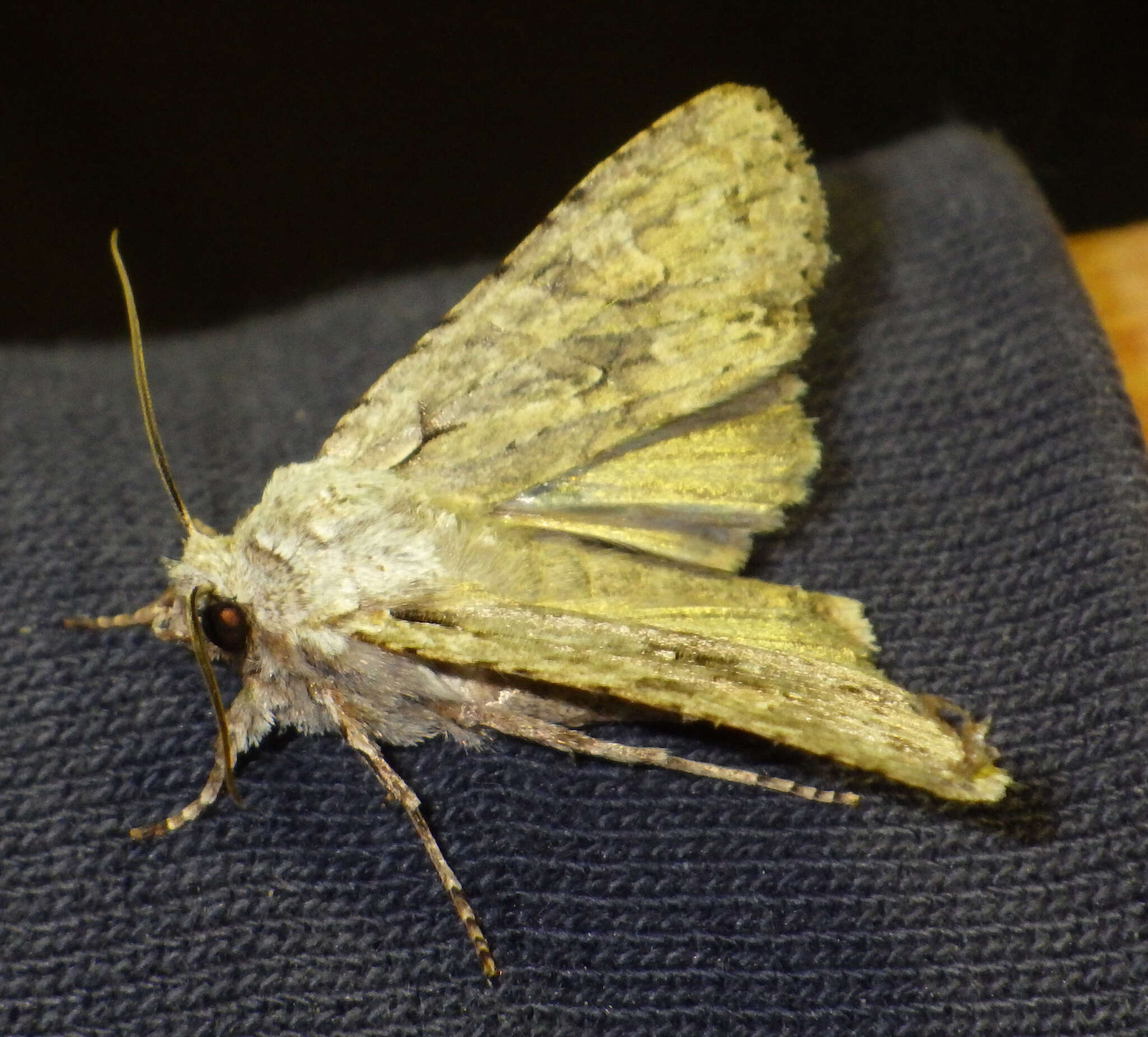 Image of grey shoulder-knot