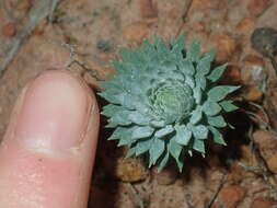 Image de Stylidium brunonianum subsp. brunonianum