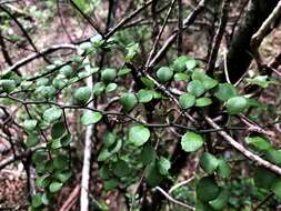 Image of Capparis sarmentosa A. Cunn. ex Benth.