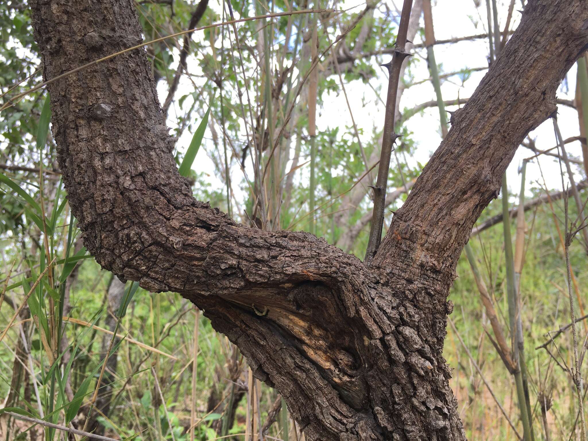 Imagem de Capparis thorelii Gagnep.