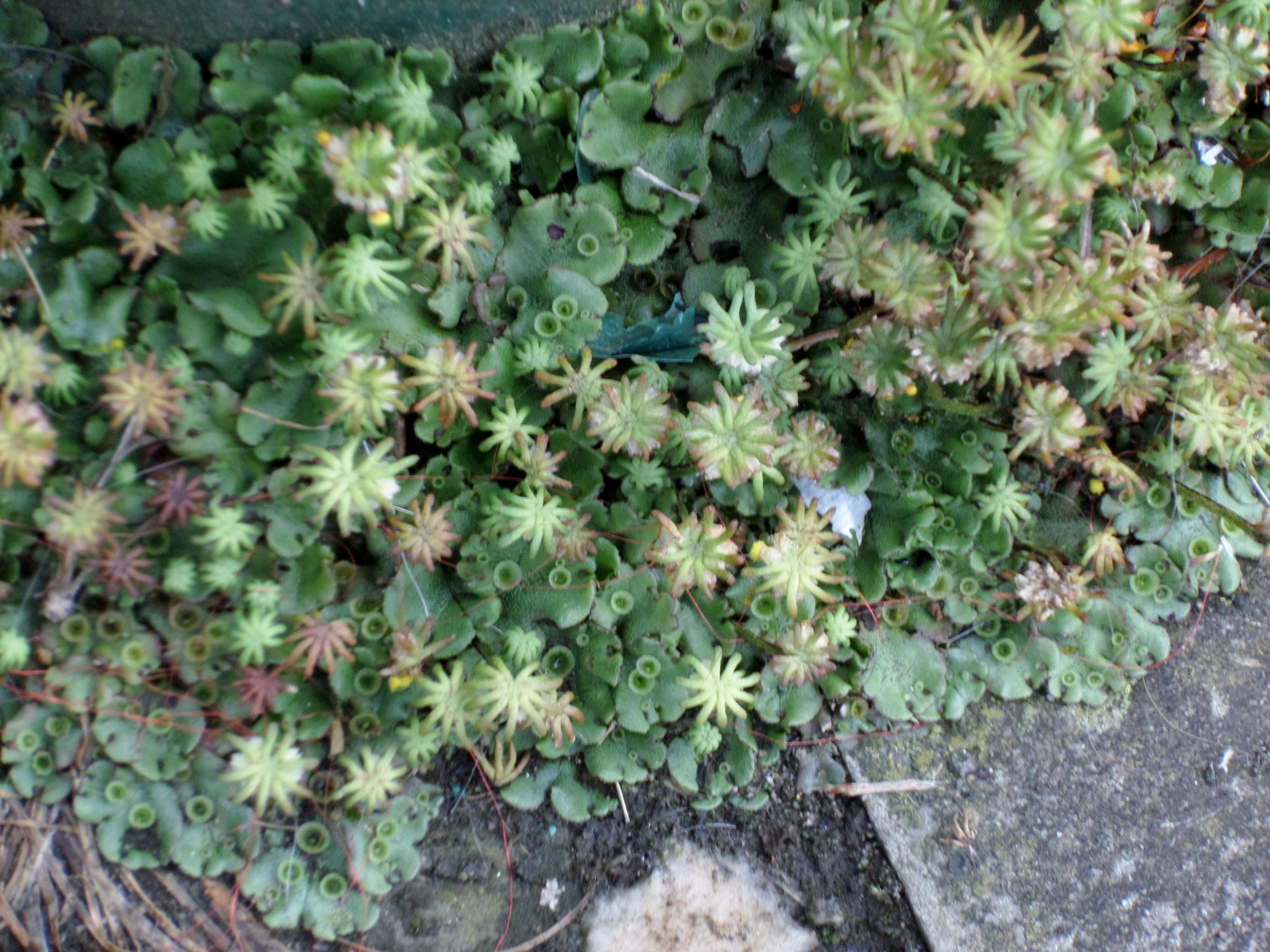 Image of common liverwort