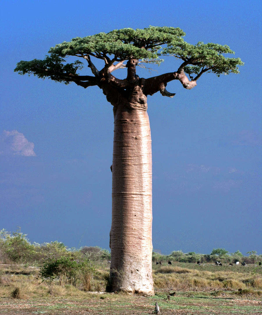 Image of Grandidier’s baobab