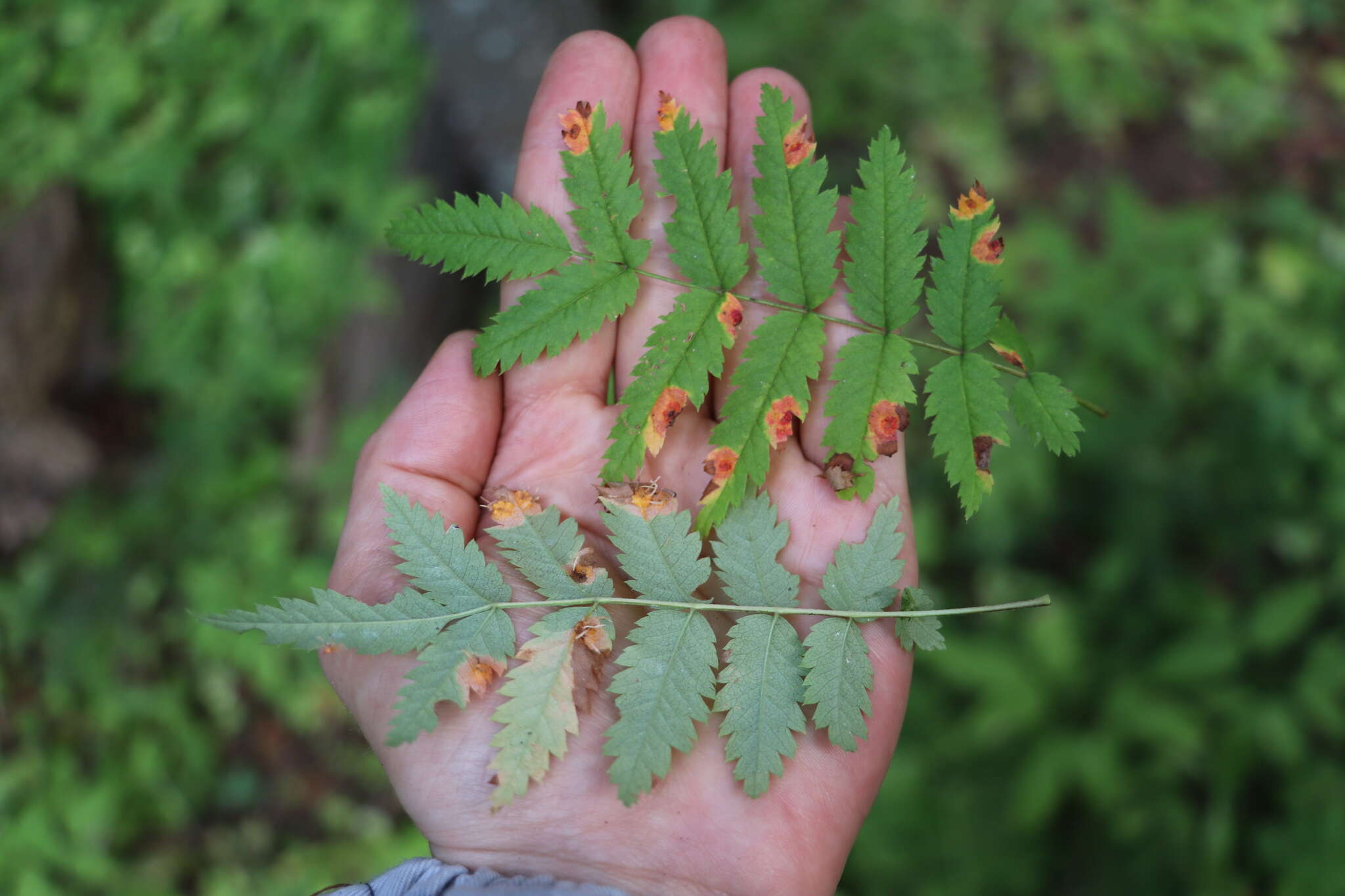 Sivun Gymnosporangium cornutum Arthur ex F. Kern 1911 kuva