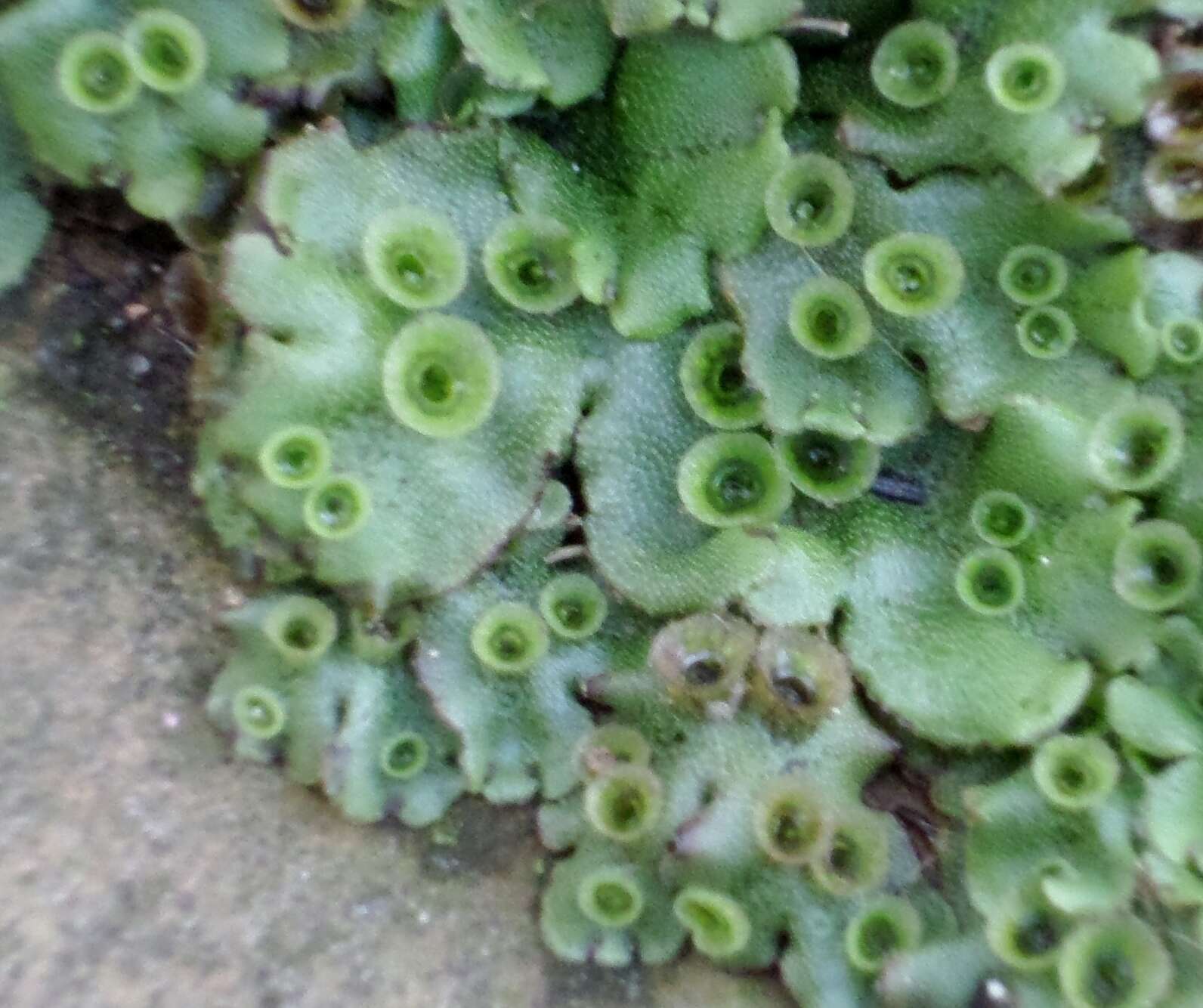 Image of common liverwort