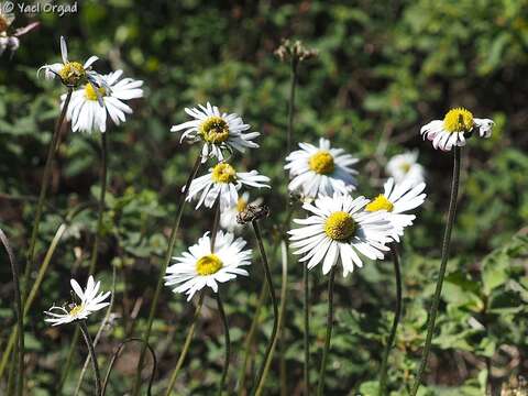 Image of Southern Daisy