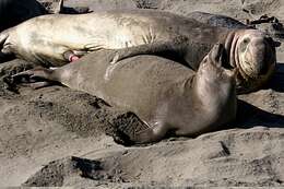 Image of Northern Elephant Seal