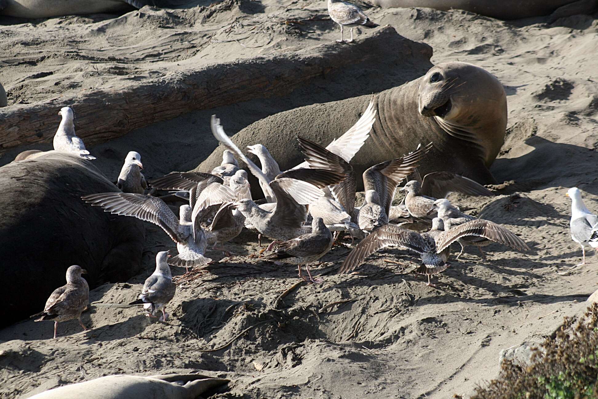 Image of Northern Elephant Seal