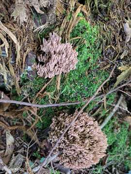 Ramaria rubella (Schaeff.) R. H. Petersen 1974 resmi