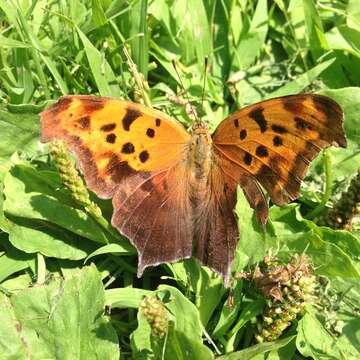 Imagem de Polygonia interrogationis Fabricius 1798