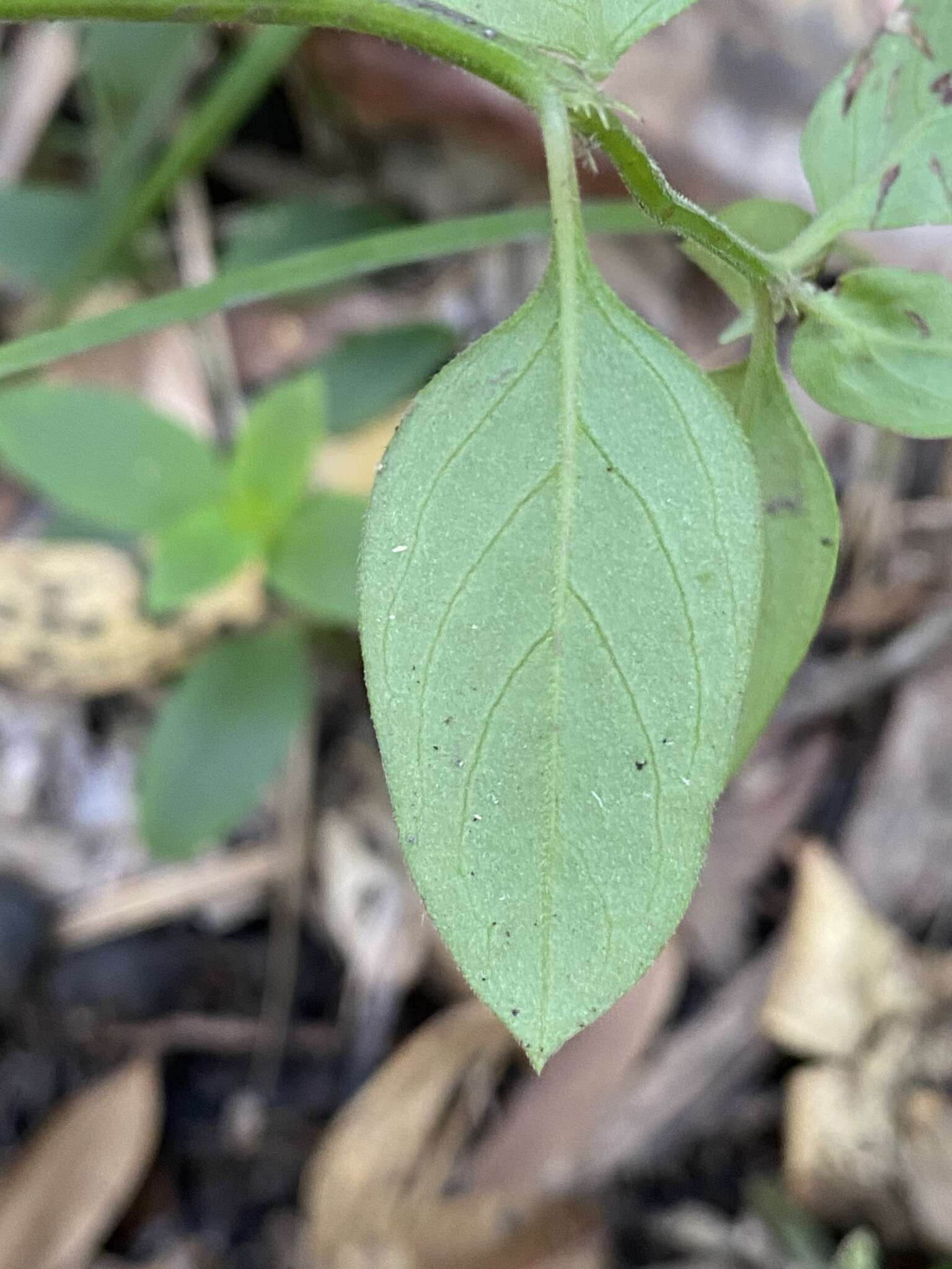 Hedyotis novoguineensis Merr. & L. M. Perry的圖片