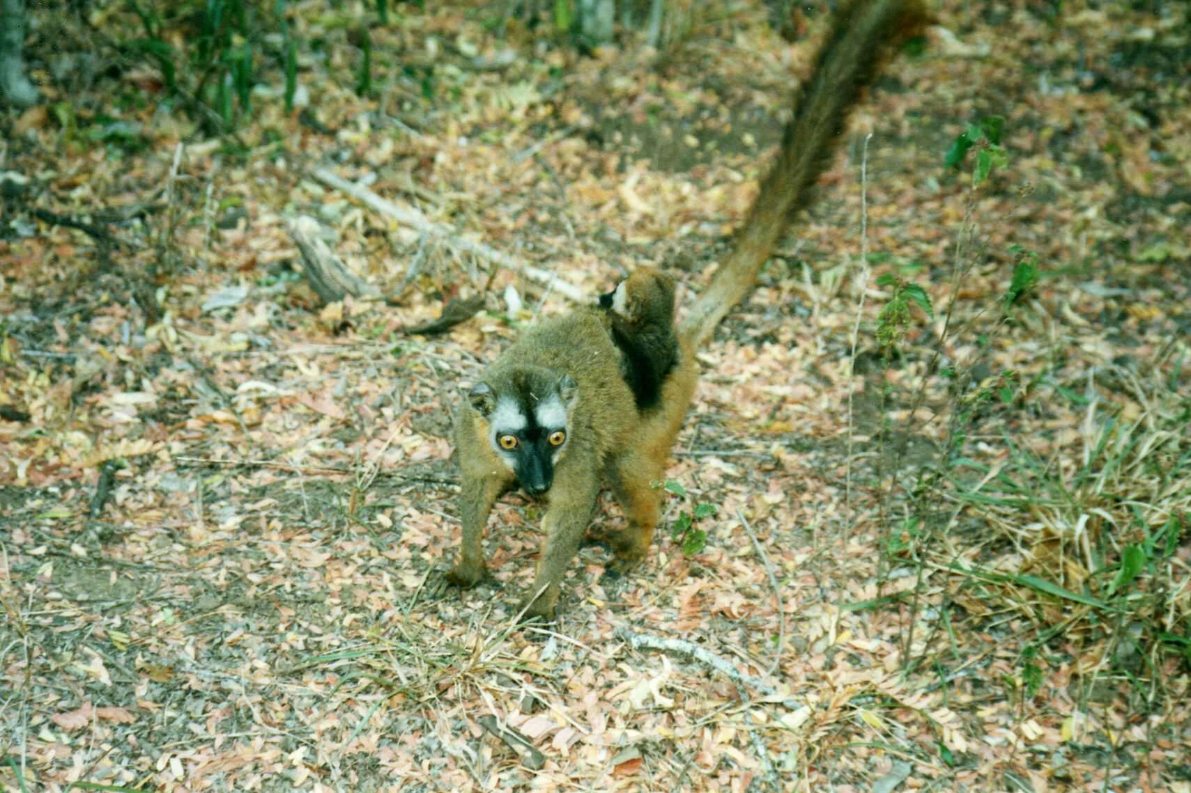 Image of Bennett's Brown Lemur