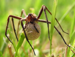 Image of Nursery-web spider