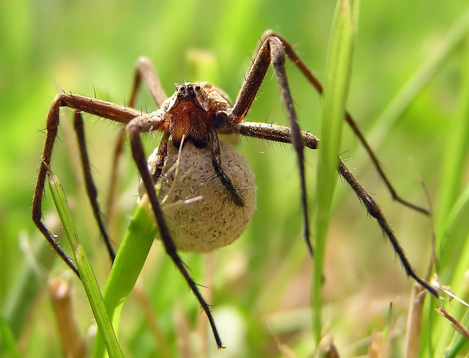 Image of Nursery-web spider