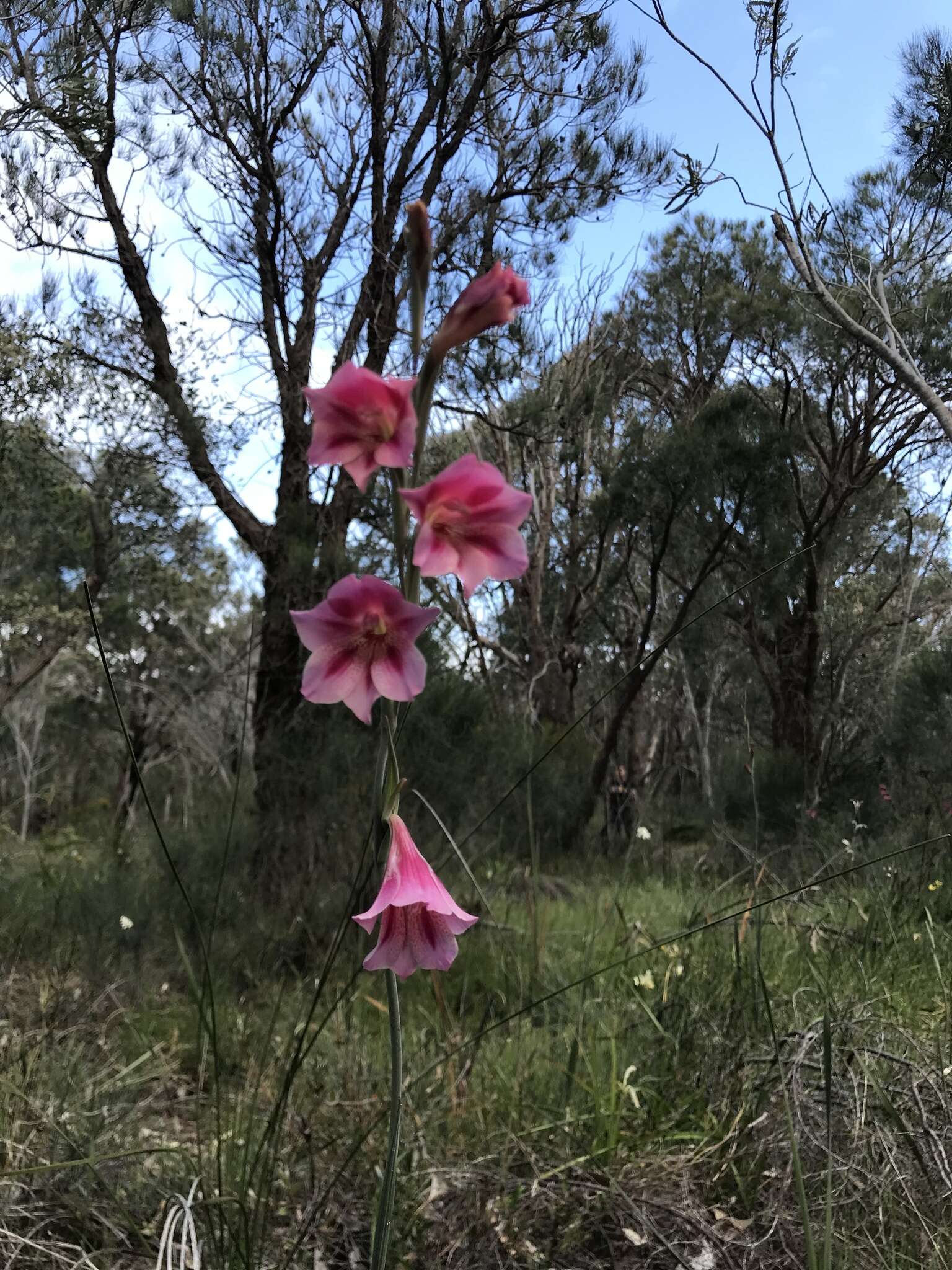 Imagem de Gladiolus caryophyllaceus (Burm. fil.) Poir.