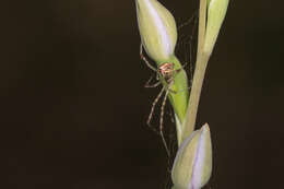 Image of Theridion pyramidale L. Koch 1867