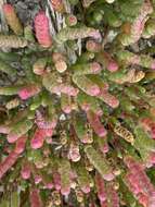 Image of Salicornia blackiana Ulbr.