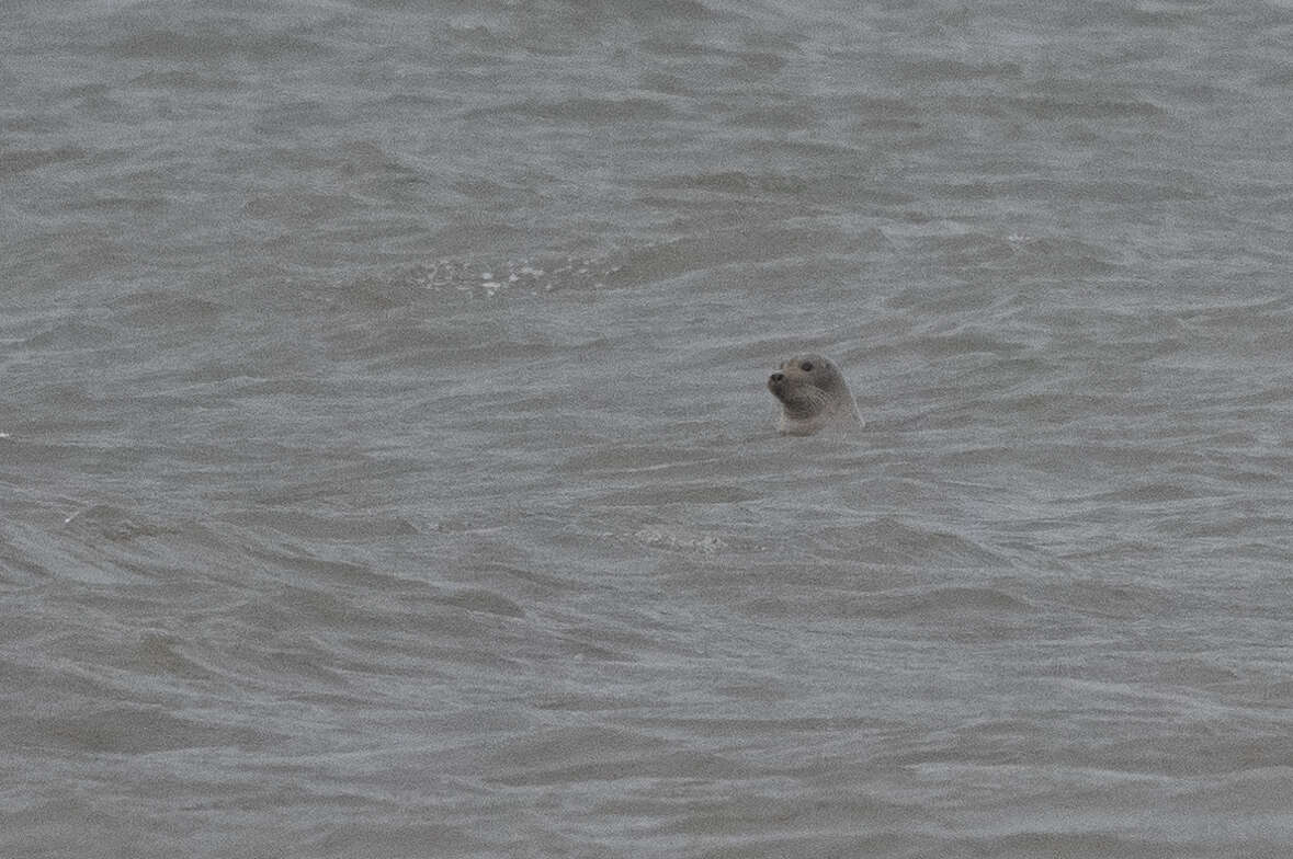 Image of bearded Seal