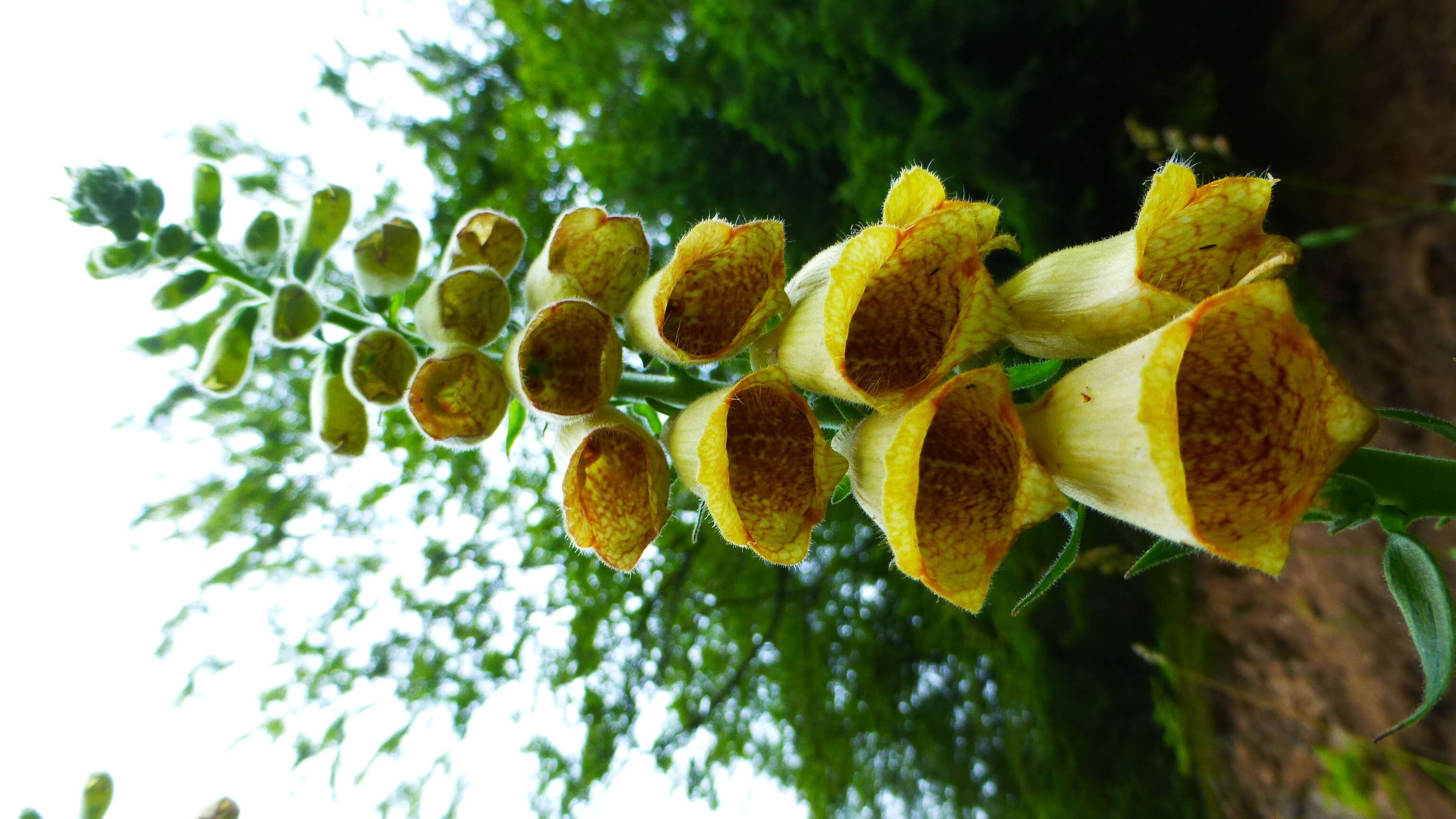 Imagem de Digitalis grandiflora Mill.